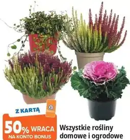 E.Leclerc Wszystkie rośliny domowe i ogrodowe oferta