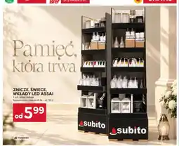 Stokrotka Znicze Assai oferta