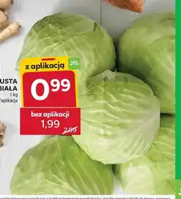 Stokrotka Kapusta biała oferta