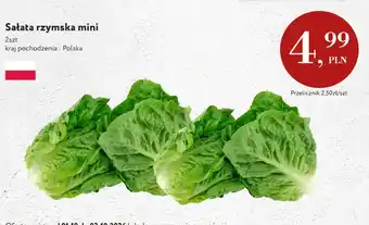 Sałata rzymska mini polska