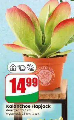 Dino Kalanchoe Flapjack oferta