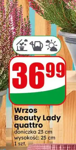 Dino Wrzos Beauty Lady quattro oferta