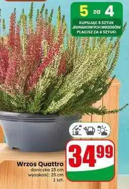 Dino Wrzos Quattro oferta