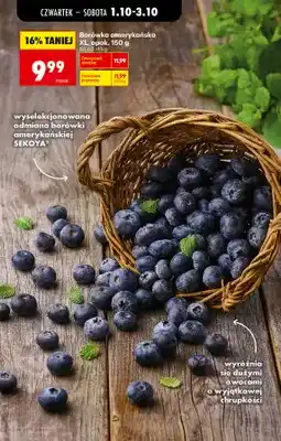 Biedronka Borówka amerykańska XL Sekoya oferta