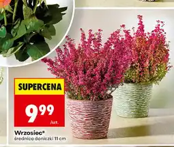 Biedronka Wrzosiec oferta