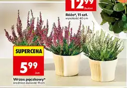 Biedronka Wrzos pączkowy oferta