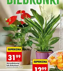 Biedronka Anturium oferta