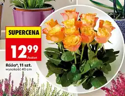 Biedronka Róża oferta