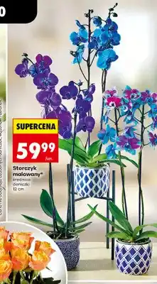 Biedronka Storczyk malowany oferta
