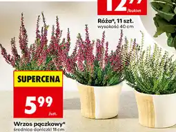 Biedronka Wrzos pączkowy, średnica doniczki 11 cm oferta