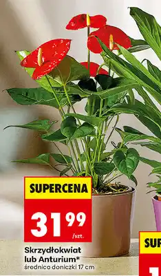 Biedronka Skrzydłokwiat lub Anturium, średnica doniczki 17 cm oferta