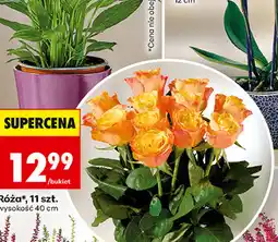 Biedronka Róża, 11 szt., wysokość 40 cm oferta