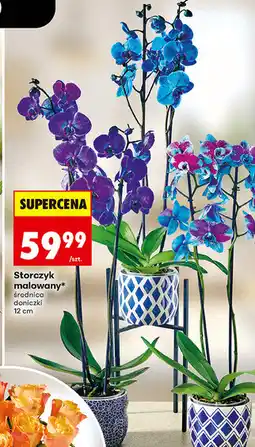 Biedronka Storczyk malowany, średnica doniczki 12 cm oferta