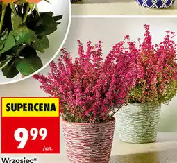 Biedronka Wrzosiec, średnica doniczki 11 cm oferta
