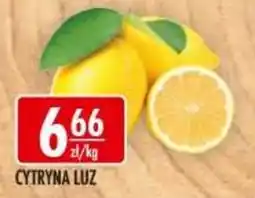 Sklepy Doroty Cytryna Luz oferta