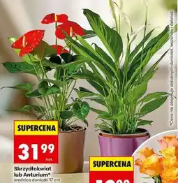 Biedronka Skrzydłokwiat lub Anturium oferta