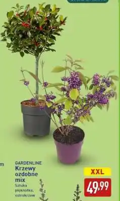 ALDI GARDENLINE Krzewy ozdobne mix oferta