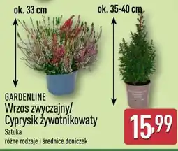 ALDI GARDENLINE Wrzos zwyczajny/Cyprysik żywotnikowaty oferta