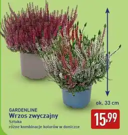 ALDI GARDENLINE Wrzos zwyczajny oferta