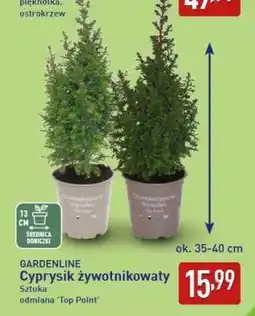 ALDI GARDENLINE Cyprysik żywotnikowaty oferta