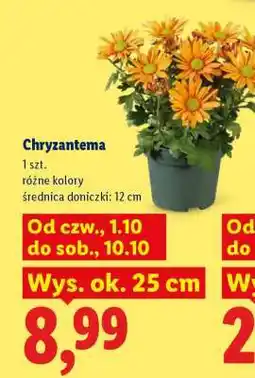 Lidl Chryzantema oferta