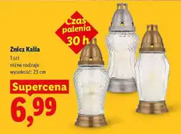 Lidl Znicz Kalia oferta