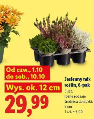Lidl Jesienny mix roślin, 6-pak oferta