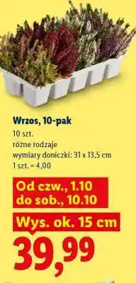 Lidl Wrzos, 10-pak oferta