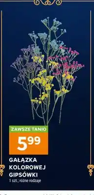 Stokrotka Gałązka kolorowej gipsówki oferta