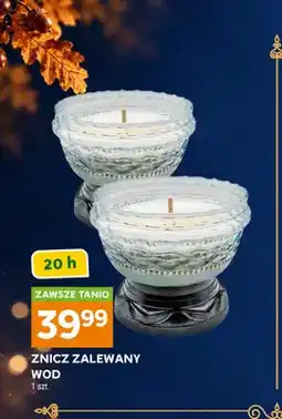 Stokrotka Znicz zalewany Wod oferta