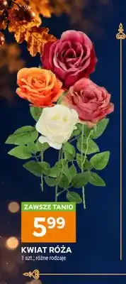 Stokrotka Kwiat róża oferta