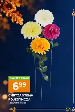Stokrotka Chryzantema pojedyncza oferta