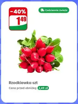 Dino Rzodkiewka oferta