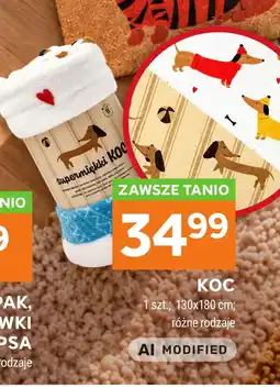 Stokrotka Koc Nio oferta