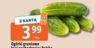 Ogórki gruntowe