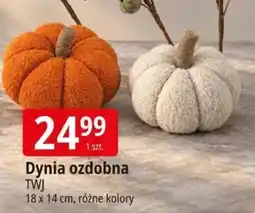 E.Leclerc Dynia ozdobna oferta