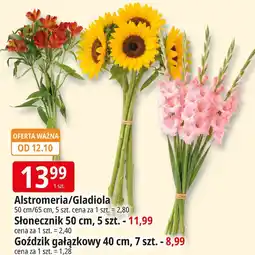 E.Leclerc Alstromeria/Gladiola oferta