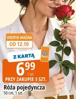 E.Leclerc Róża pojedyncza oferta