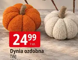 E.Leclerc Dynia ozdobna TWJ oferta