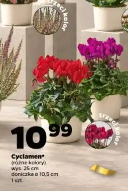 Netto Cyclamen* (różne kolory) oferta