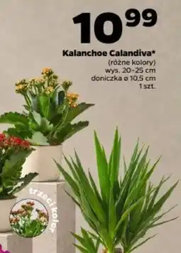 Netto Kalanchoe Calandiva* oferta