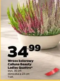 Netto Wrzos kolorowy Calluna Beauty Ladies Quattro* oferta