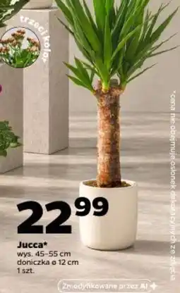 Netto Jucca* oferta