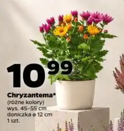 Netto Chryzantema oferta