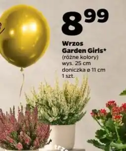 Netto Wrzos Garden Girls* oferta