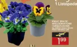 Wafelek Kwiat Bratki Wielokwiatowe i Miniaturowe oferta