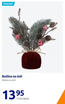 Action Roślina na stół oferta