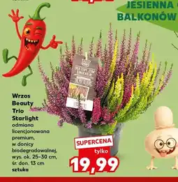 Kaufland Wrzos Beauty Trio Starlight odmiana licencjonowana premium w donicy biodegradowalnej oferta