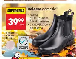 Biedronka Kalosze damskie oferta