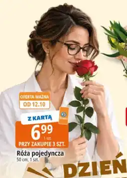 E.Leclerc Róża pojedyncza 50 cm oferta